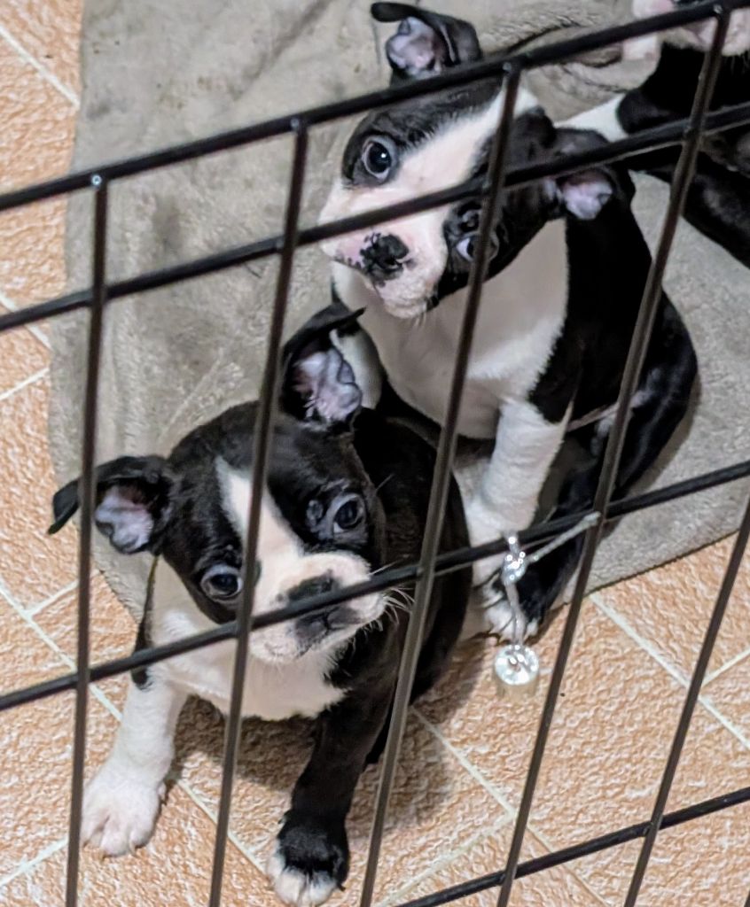 little paradise - Chiot disponible  - Boston Terrier