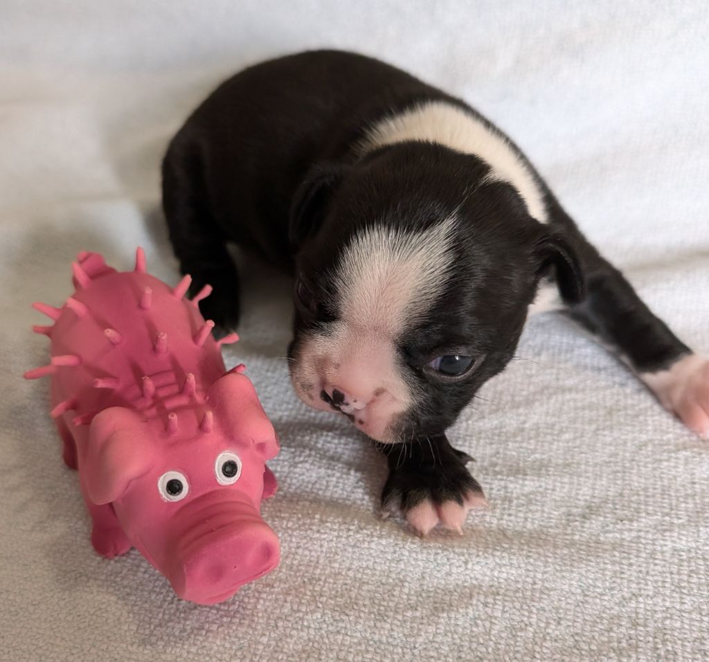 little paradise - Chiot disponible  - Boston Terrier