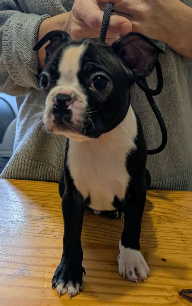 little paradise - Chiot disponible  - Boston Terrier