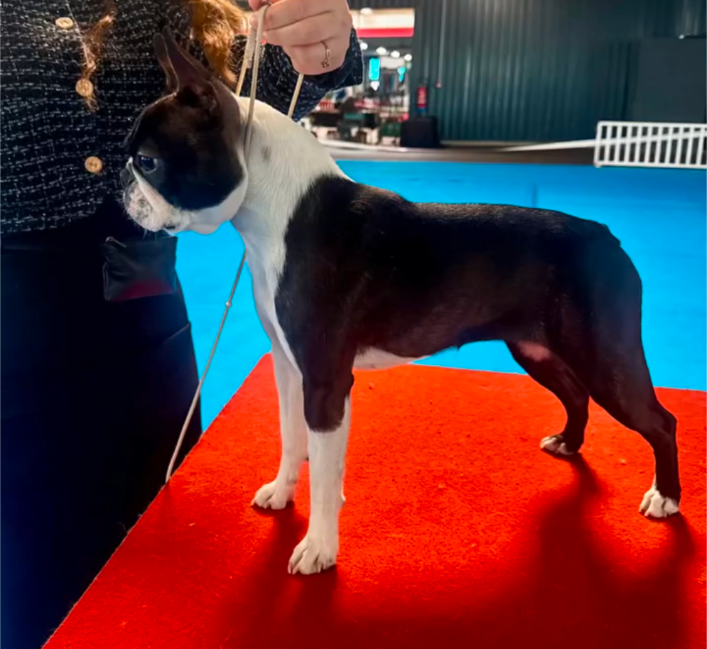 Spécial Cacib Montluçon