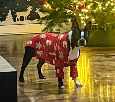 Little Paradise Victor