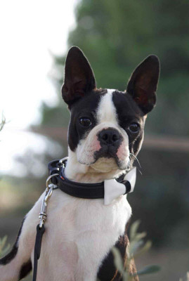 Little Paradise Vanilia Ice