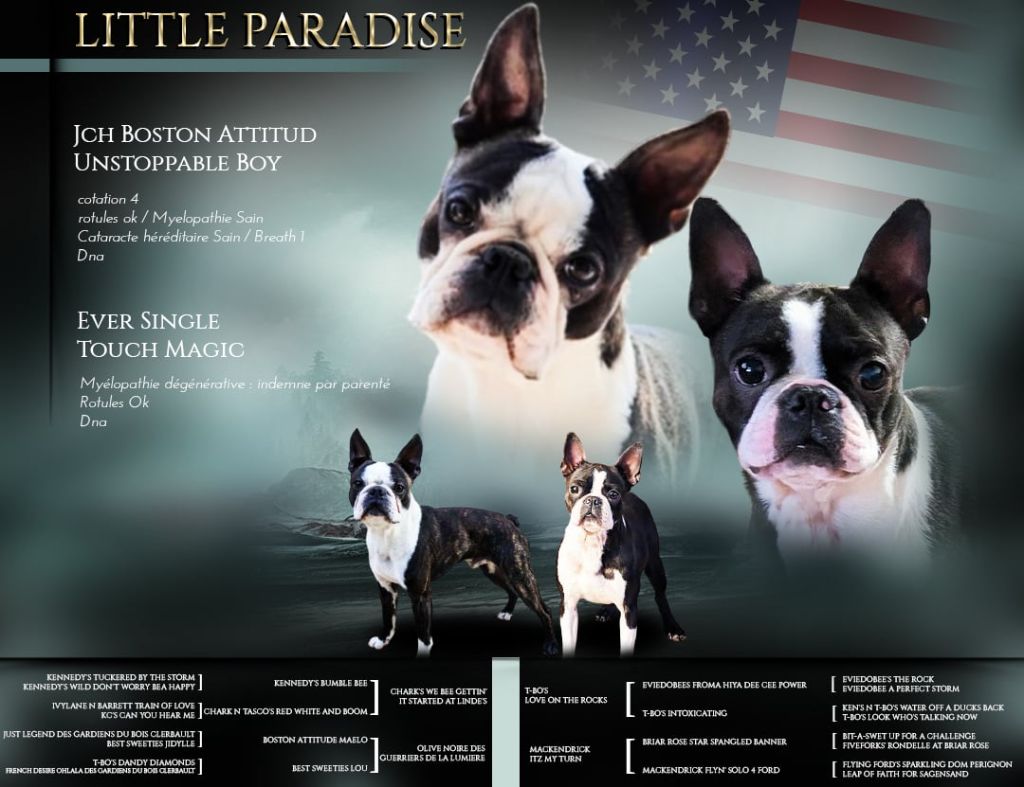 Chiot Boston Terrier little paradise